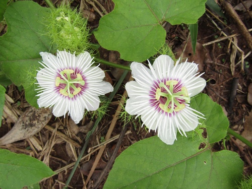 Orangefruit Passionflower
