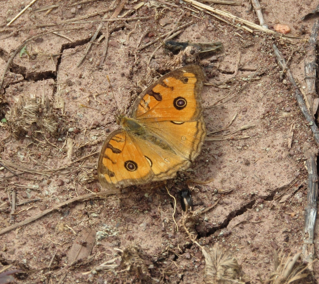 美眼蛱蝶（Junonia almana）