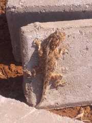 Agama aculeata
