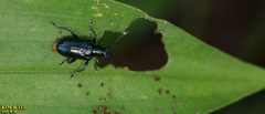 Lema concinnipennis