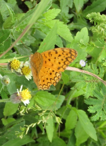 Common Leopard