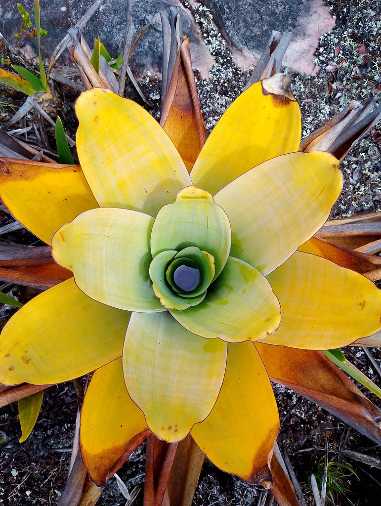 Brocchinia tatei