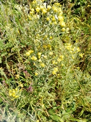 Galatella biflora