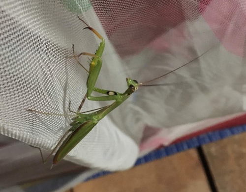 European Mantis