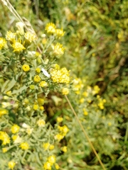 Galatella biflora
