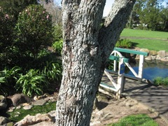 Fraxinus angustifolia oxycarpa