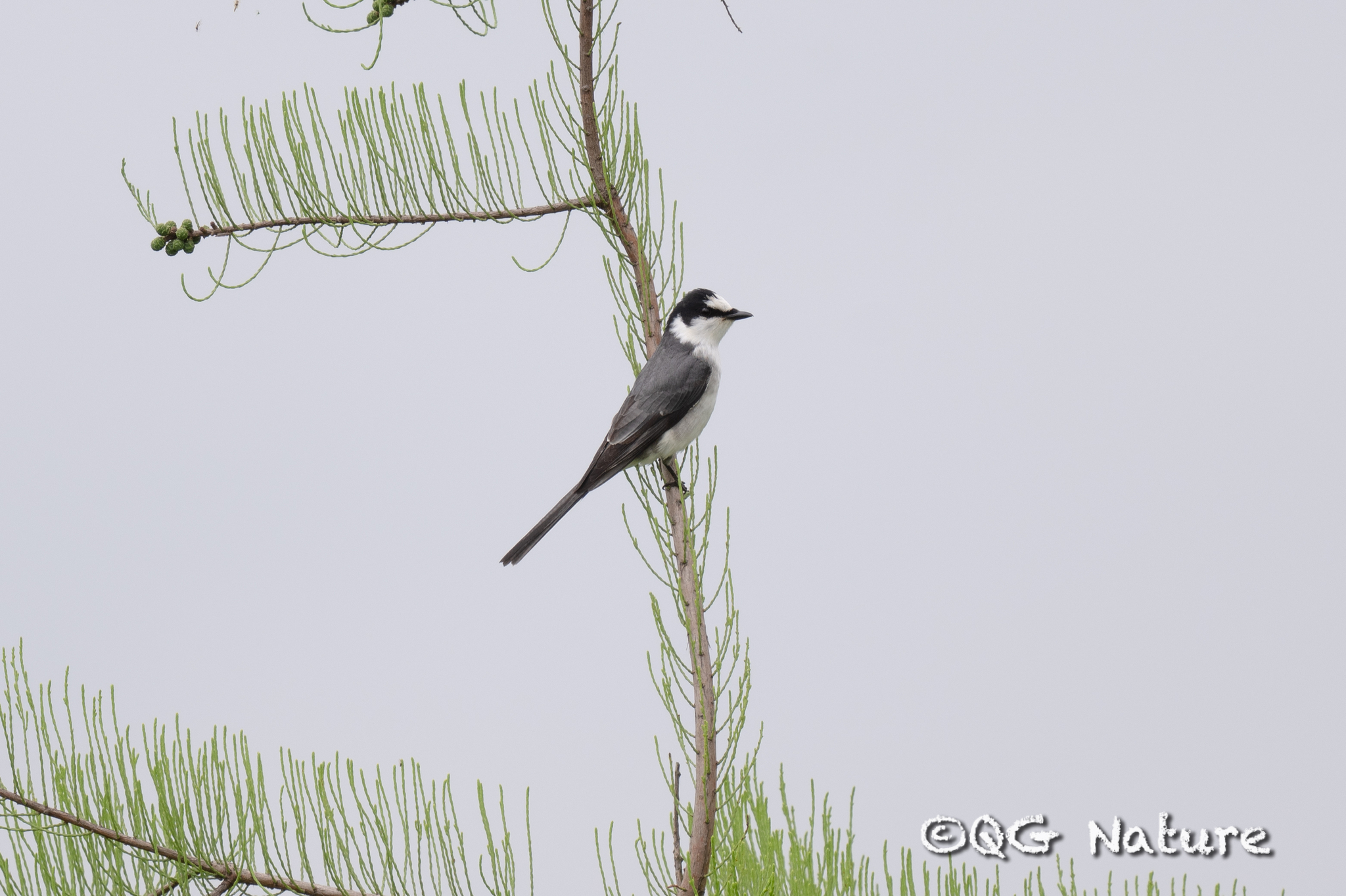 Ashy Minivet