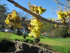Fraxinus angustifolia oxycarpa