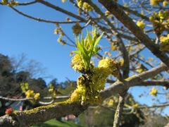 Fraxinus angustifolia oxycarpa