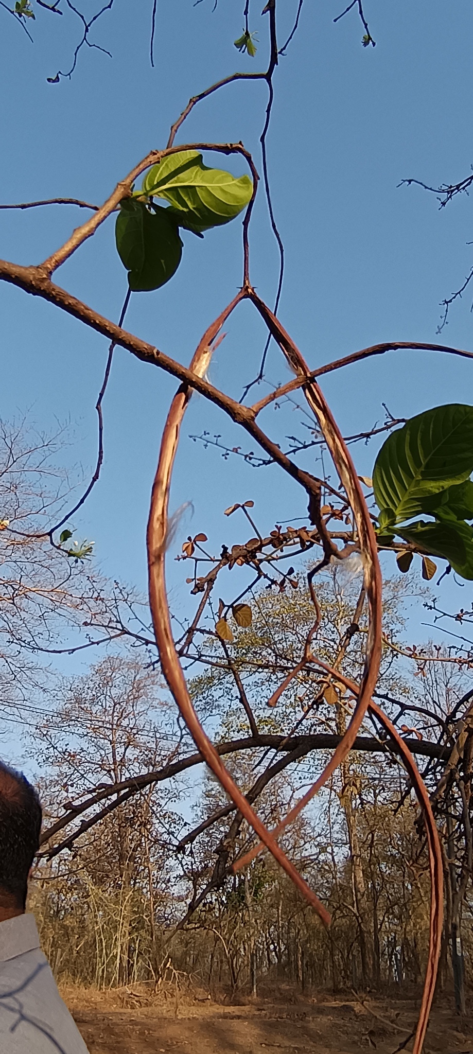 Imagem de Conde-de-lages
