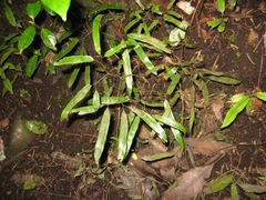 Lygodium articulatum
