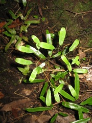 Lygodium articulatum