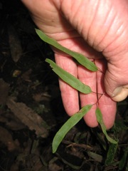 Lygodium articulatum