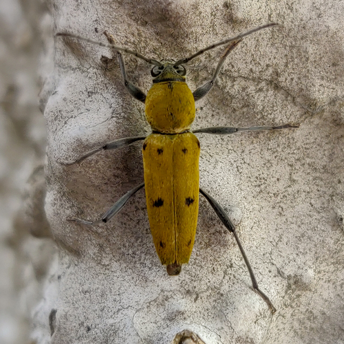 Chlorophorus glabromaculatus