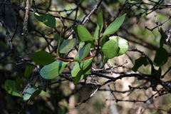 Peraxilla colensoi