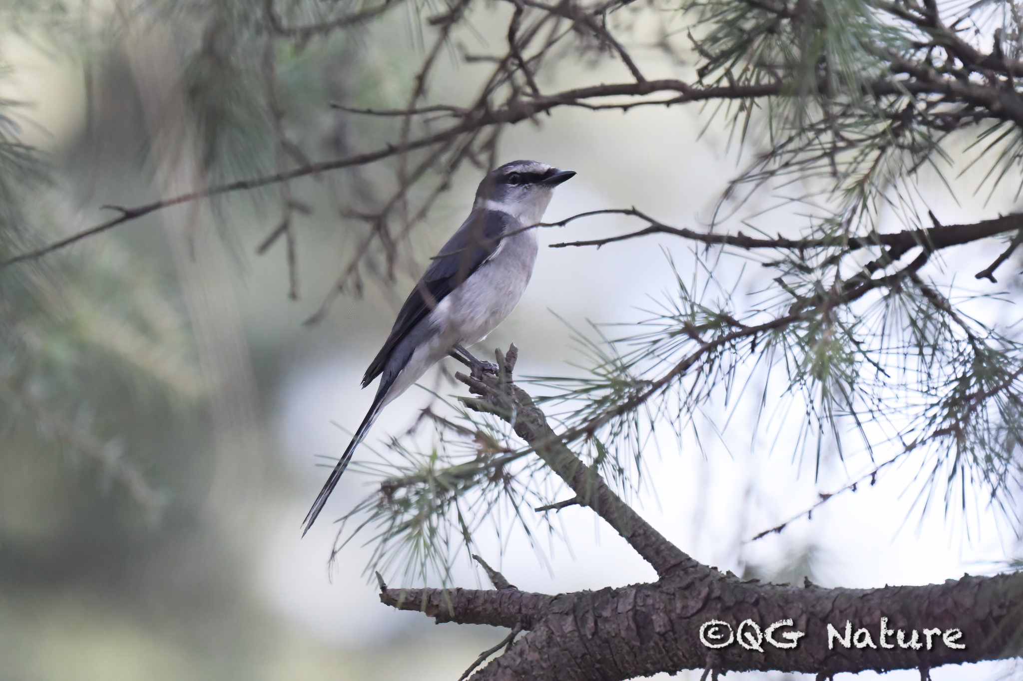 Ryukyu Minivet
