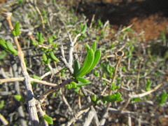 Pteronia glabrata