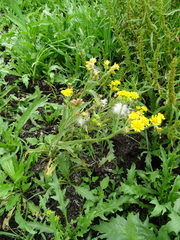 Tephroseris palustris