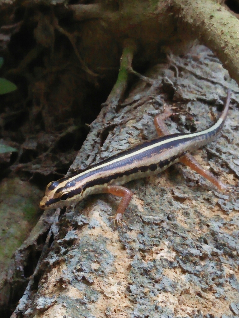 Java Forest Skink