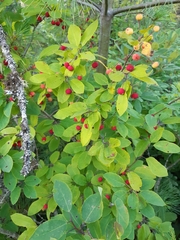 Ilex mucronata image