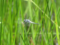 Brachydiplax sobrina