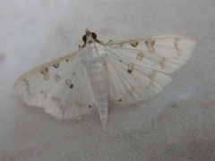 Palpita inusitata