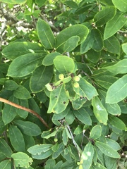 Ilex mucronata image