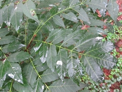 Picrasma quassioides