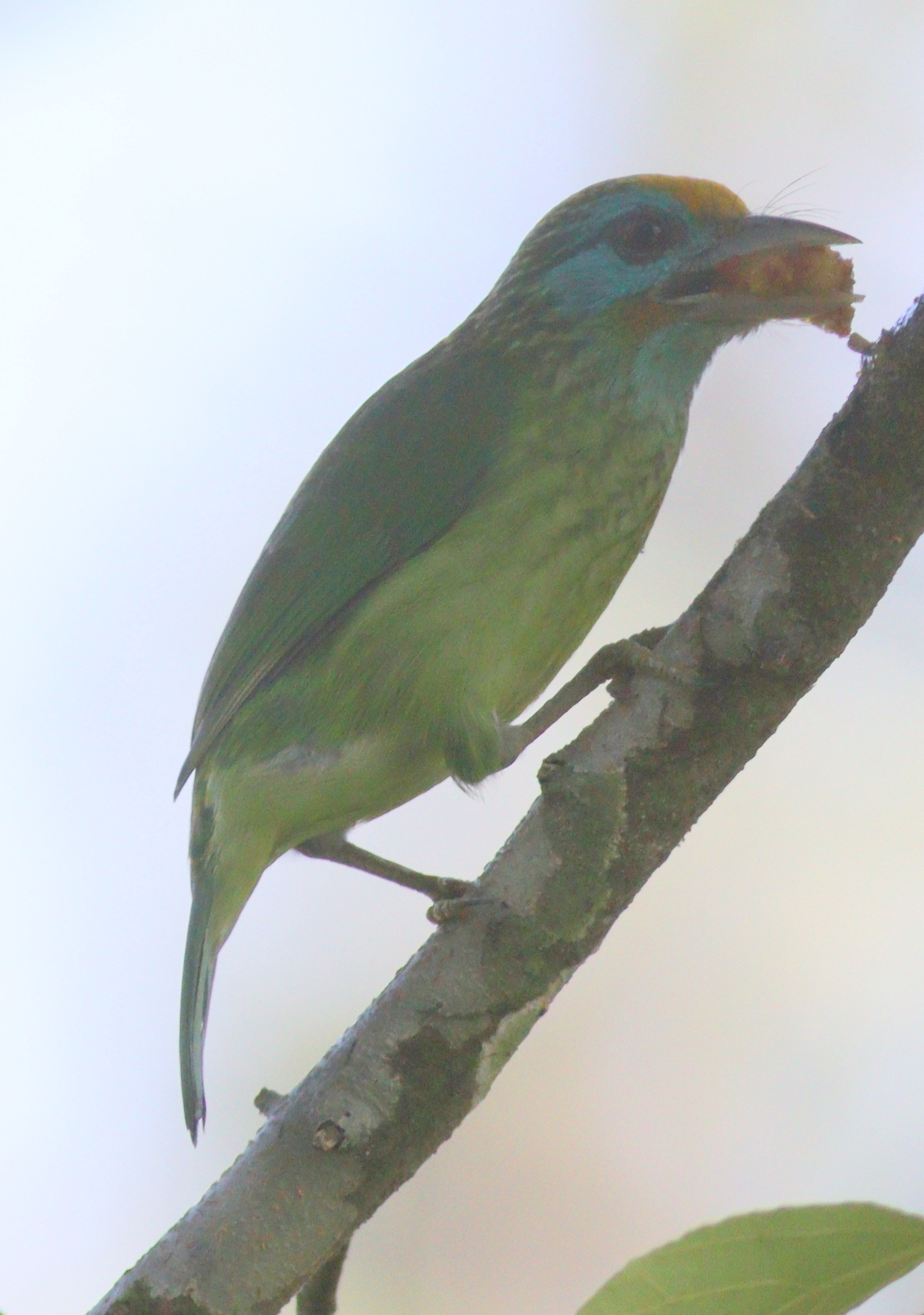 Yellow-fronted Barbet illustration