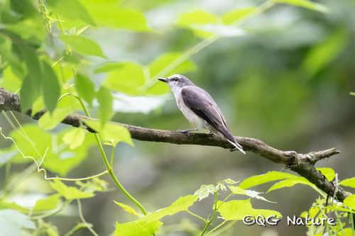 Swinhoe's Minivet (Pericrocotus cantonensis), photo 9