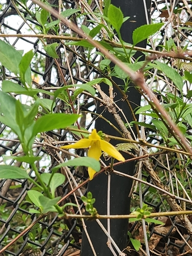 Forsythia suspensa