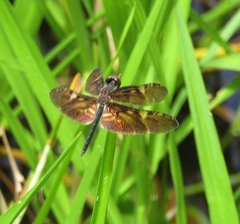 Rhyothemis obsolescens