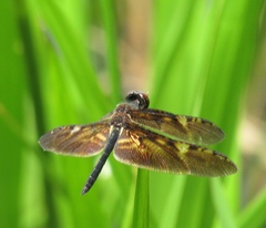 Rhyothemis obsolescens