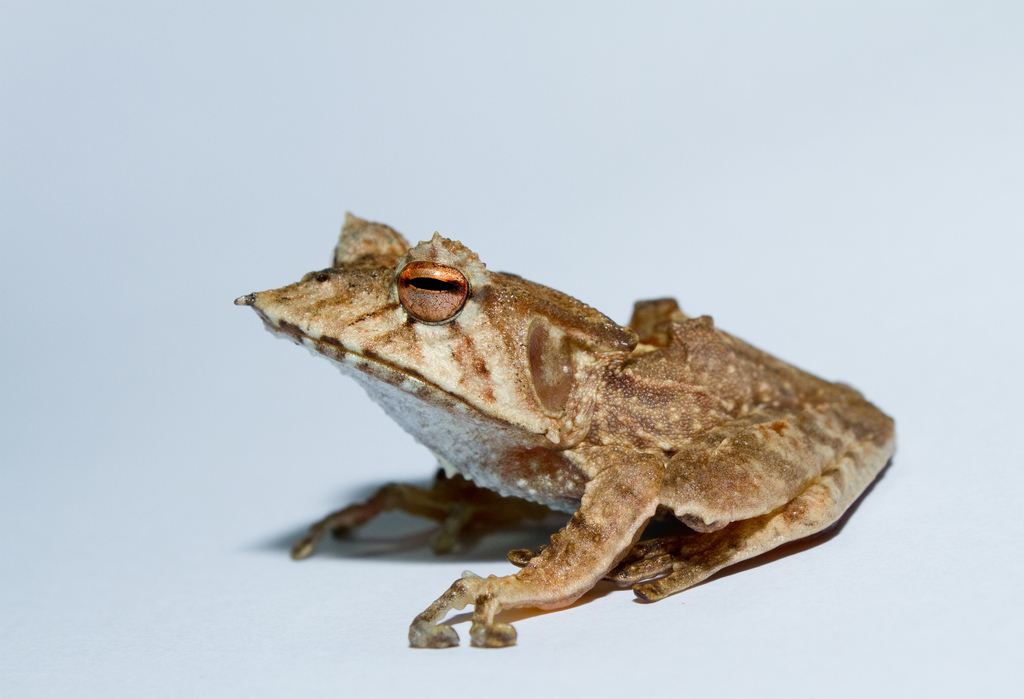 Neotropical Horned Frogs
