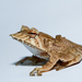 Neotropical Horned Frogs - Photo (c) Brian Gratwicke, some rights reserved (CC BY)