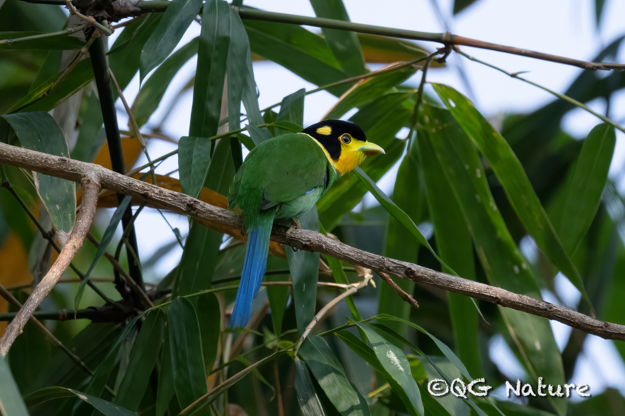 Long-tailed Broadbill