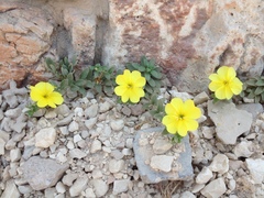 Oenothera drummondii
