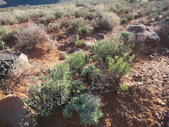 Tylecodon reticulatus