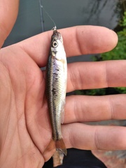 Clinostomus elongatus