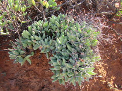 Tylecodon reticulatus