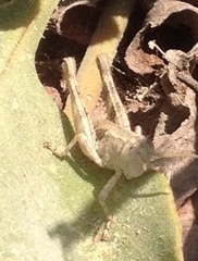 Acrotylus insubricus