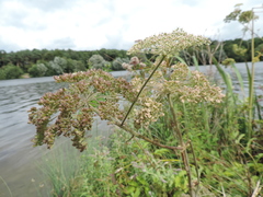 Angelica archangelica