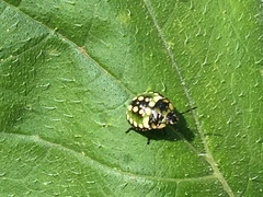 Nezara viridula