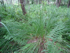 Carex paniculata