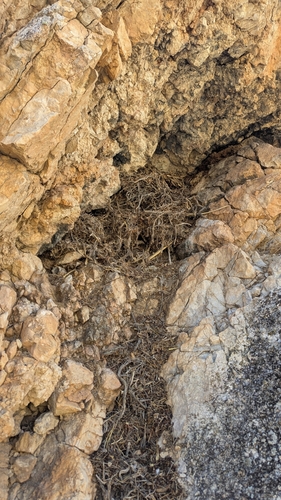Desert Woodrat