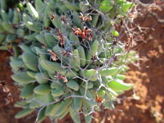 Tylecodon reticulatus