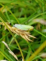 Cicadella