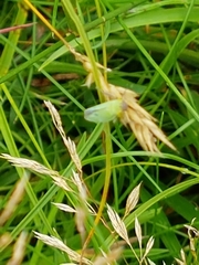Cicadella