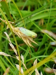 Cicadella