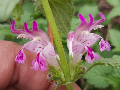 Image of Lamium garganicum by (c) Serdar Ölez, some rights reserved (CC BY-SA)